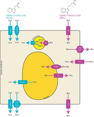 Indole 3-Butyric Acid Metabolism and Transport in Arabidopsis thaliana